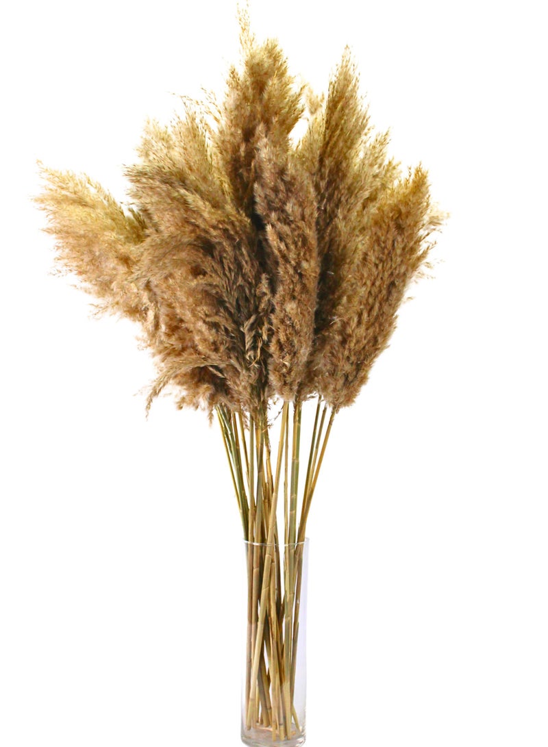 فانسي فلورز عشب بامباس طبيعي ناعم مجفف – سيقان بامباس منفوشة باللون البيج للديكور المنزلي والمناسبات  10 - Image 2